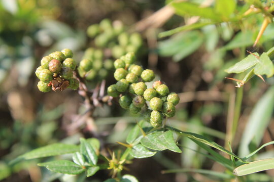 Toothache, Zanthoxylum armatum, Chinese Sichuan Pepper or prickly Ash wild plant and seed heads
