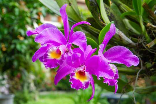 Purple Cattleya Orchid Flowers Blooming in Tropical Garden