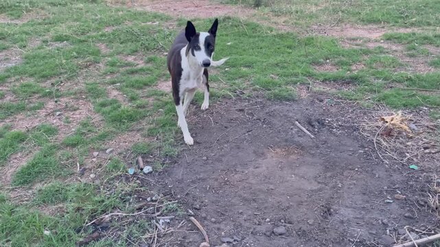 black and white grey hound dog stand up and walking on grass in a rural park setting