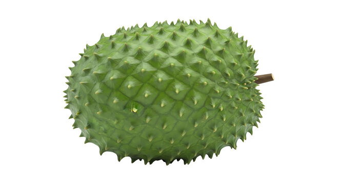 Fresh whole green soursop fruit isolated on white background for tropical food design and healthy nutrition