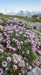 Obraz premium Geranium cinereum Ballerina is an excellent groundcover and container plant, one of their best varieties for alpine skiing. Natural 