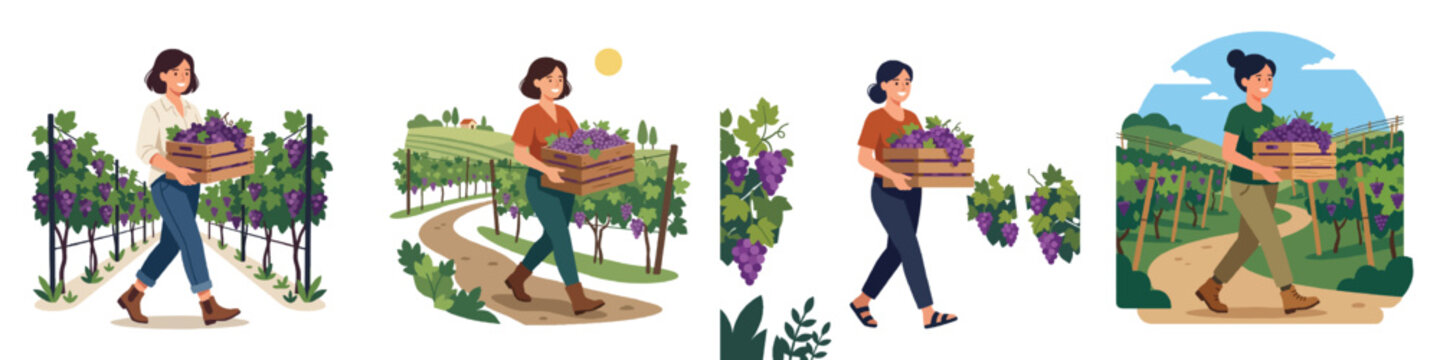 A flat design vector of a woman carrying a wooden crate full of freshly picked purple grapes in a vineyard, minimalist, no outlines, clean look, pure white background.
