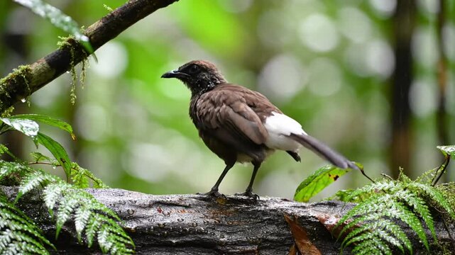 Rainy forest bird preening its feathers on a wet log in a lush green environment