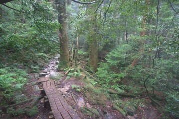 Obraz premium Mossy rocky forest trail in early summer, Japan