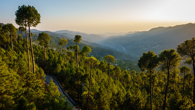 Pine forest and mountain valley near Murree, Pakistan