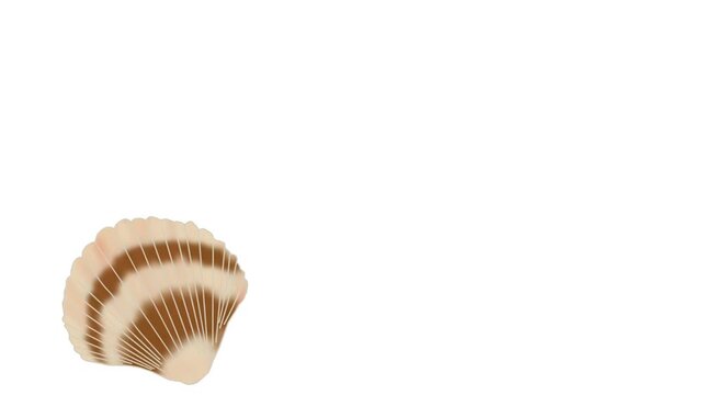 Animated anemone sea collection featuring marine-themed elements including seaweed, coastal pebbles, conch shell, scallop shell, and ocean-inspired natural objects arranged in an educational sea life