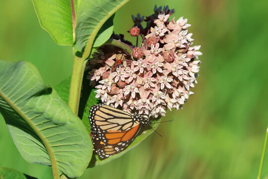 Monarch butterfly on common milkweed with red milkweed beetle visible