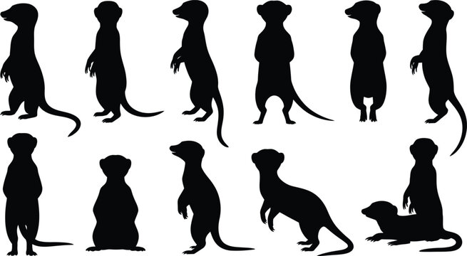 Meerkat Silhouette Collection Vector Set, Standing and Sitting Mongoose Animal Poses for Wildlife Nature Design Illustration