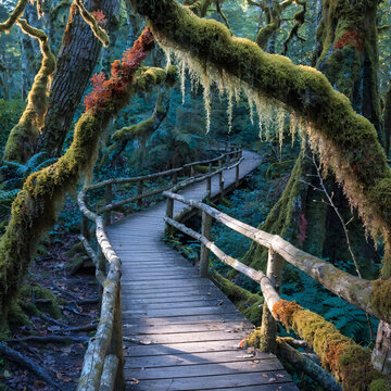 beautiful wooden pathway going the breathtaking