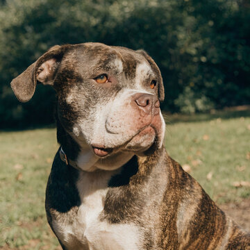 brindle coat American bulldog dog portrait outside