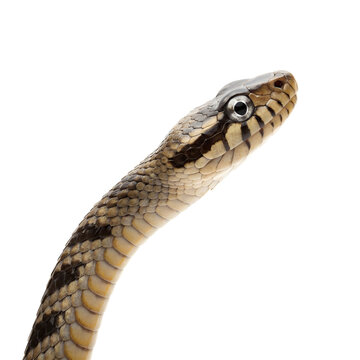 close up view of a snake on a white background