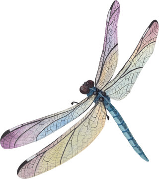 Watercolor dragonfly illustration. Isolated hand painted blue dragonfly insect element on transparent background.