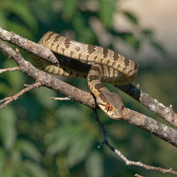 gold ringed cat snake on the tree branch ready