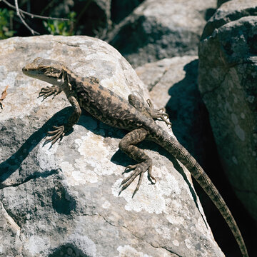 natural lizard stock photos with high quality detail