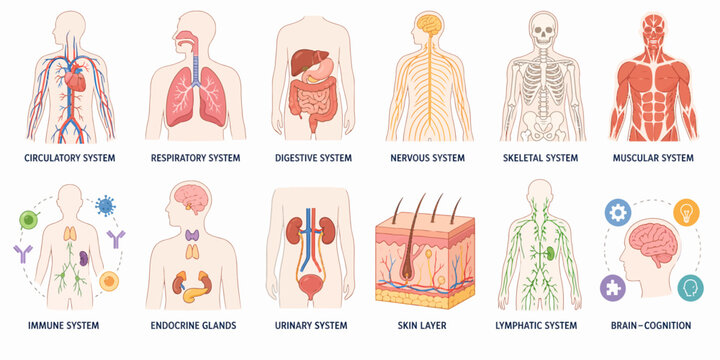 The human body systems are illustrated with various colorful diagrams and infographics showing internal organs and structures.