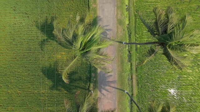 Aerial View of a Green Palm Orchard Path with Irrigation Channels and Scattered Streetlights in a Farm Landscape