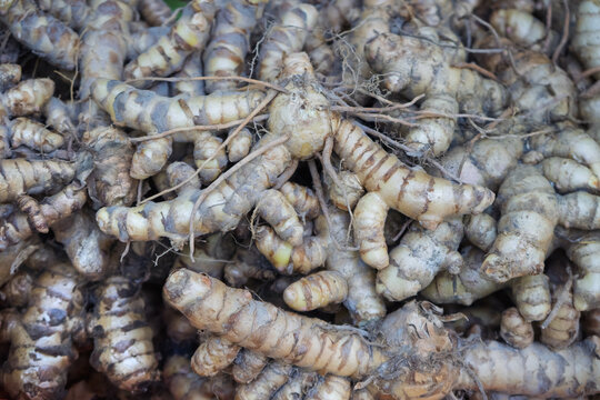 Fresh organic turmeric rhizomes, a healthy spice