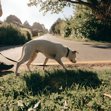white dog breeds pit bull on a walk near the road