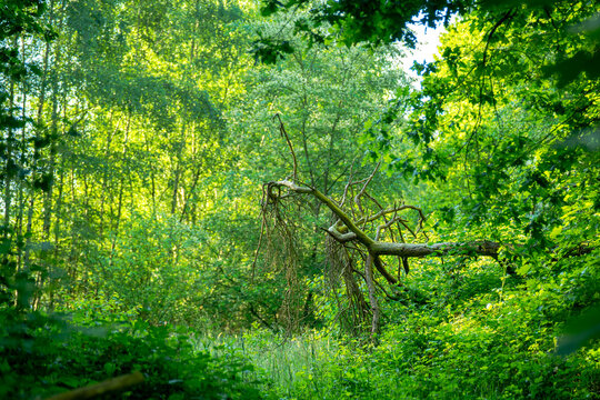 Zwischen Vogelstimmen, dem Duft feuchter Erde und einem Meer aus Gr&uuml;n entdeckte ich diesen umgest&uuml;rzten Baum. Seine Wurzeln ragten wie die Finger eines alten Waldriesen in den Morgenhimmel, als h&auml;tte 