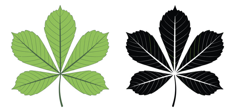 Horse chestnut buckeye leaf, botanical foliage element, silhouette and colored vector styles, nature inspired plant structure illustration.