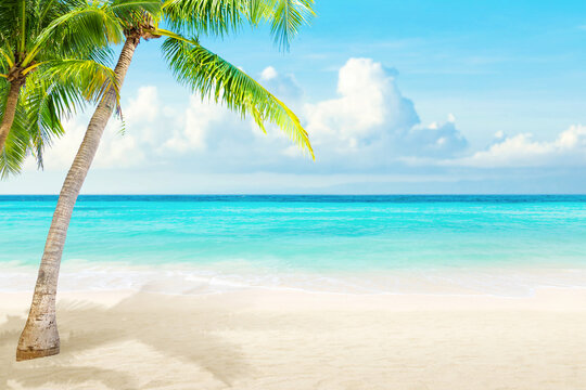 wild island with sandy beach and coconut palms overlooking the sea