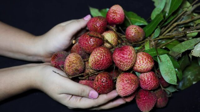 fresh lychee fruits with leaves held by hands in natural harvest setting