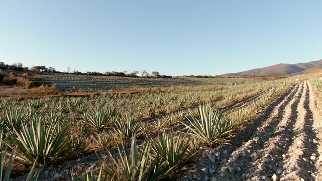 Aerial drone view of agave plantation featuring cultivated rows stretching across agricultural field with mountain landscape under clear sky in rural countryside