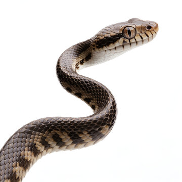 close up view of a snake on a white background