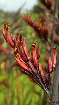 A detailed close up shot of blooming red flowers on a native New Zealand flax harakeke plant stalk.