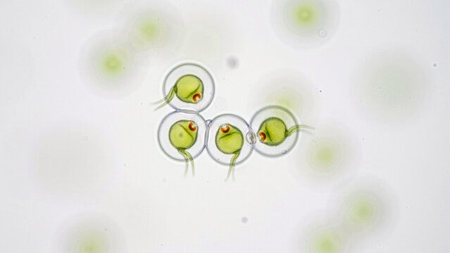 Close-up microscopic Chlamydomonas algae with vivid lime green spherical cells and delicate flagella, side view in a laboratory sample, ultra-detailed scientific macro