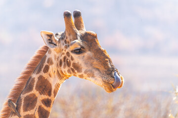 close up head shot of a male giraffe with tongue out at pilanesberg national park © chris