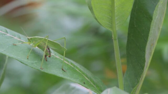 Bush Cricket in Garden on Windy Day