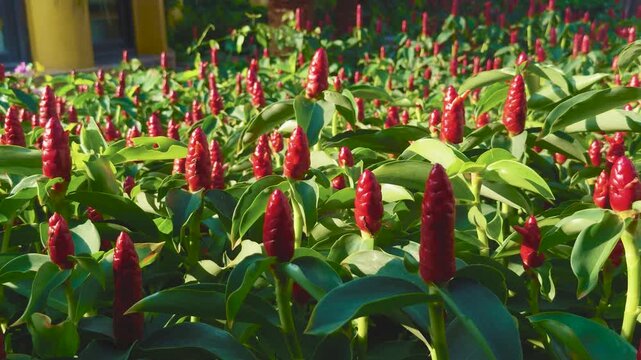 Red ginger plants - costus spicatus - forming a dense, vibrant garden, their vivid red cones and lush green foliage creating a decorative botanical pattern in a tropical environment