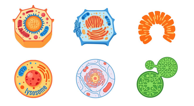 Cell biology structures.
