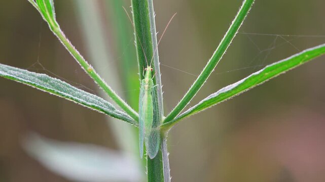 Green lacewing perched on grass stem close-up real-time 4K video