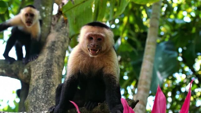 White-headed Capuchin Monkey Showing Teeth in Tropical Jungle Tree
