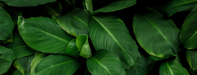 Obraz premium The vibrant green of the leaves in summer in Asia is beautiful.