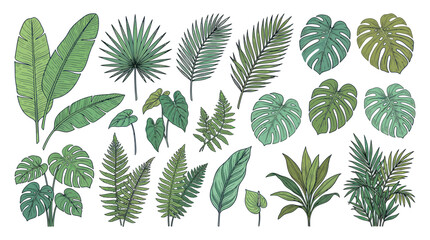 Tropical leaves collection with monstera palm and fern foliage © Giesel