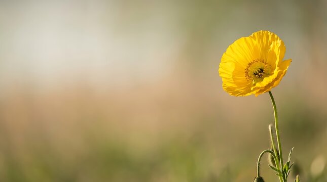 Vibrant yellow poppy flower blooming in a sunny meadow