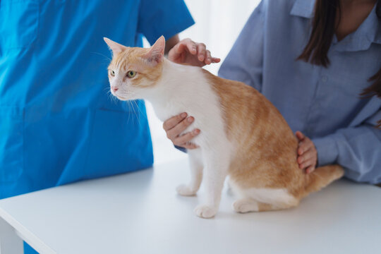Veterinarian consulting pet owner while examining cat for healthcare service in clinic.