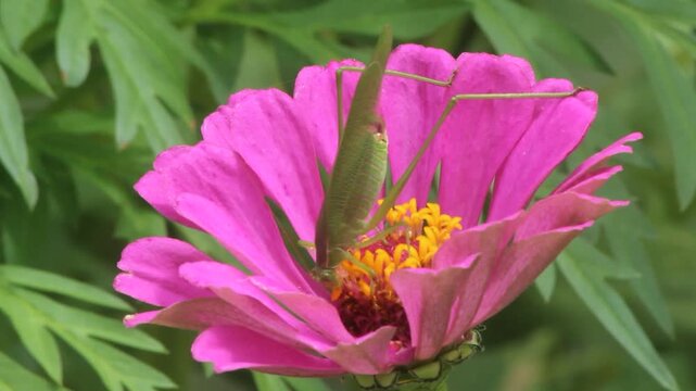 Bush Cricket Feasting on Pink Zinnia Flower Rural East Texas