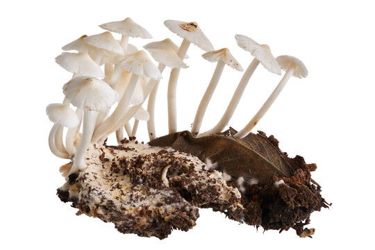 Cluster of Termitomyces microcarpus edible termite mushrooms, isolated on transparent background with clipping path. Ideal for mycology, foraging, tropical ecology and food concepts.
