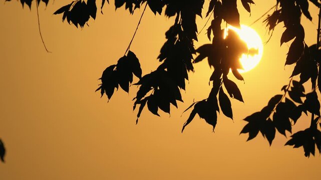 Beautiful golden sunset landscape with silhouettes of tree leaves swaying in the wind against a bright glowing sun and orange sky.