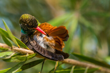 Obraz premium Peruvian Sheartail (Thaumastura cora) preening its feathers while perched on a tree branch in Lima, Peru. Close-up wildlife photograph showing natural grooming behavior in an urban green area