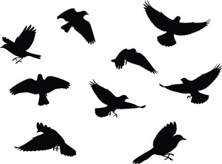 Obraz premium Black Birds Flying Silhouettes on White Background