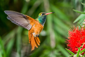 Obraz premium Peruvian Sheartail (Thaumastura cora) hovering beside a red bottlebrush flower in Lima, Peru. Close up wildlife photograph capturing natural feeding behavior with selective focus and soft green