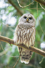 Fototapeta premium great grey owl