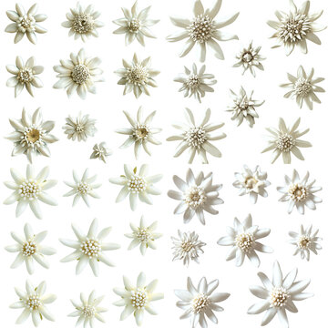 Edelweiss Flowers: A Collection of Alpine Blooms with Delicate White Petals