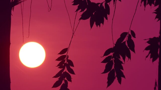 Close up shot of delicate tree leaves in silhouette with a big glowing sun in a dramatic pink sunset sky background creating a romantic mood.