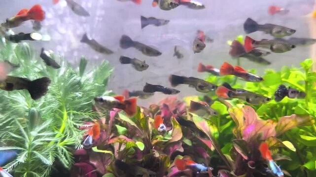 A colorful male guppy with a red and blue tail swims energetically in the aquarium.